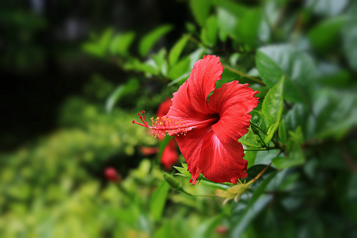 花姿绰约