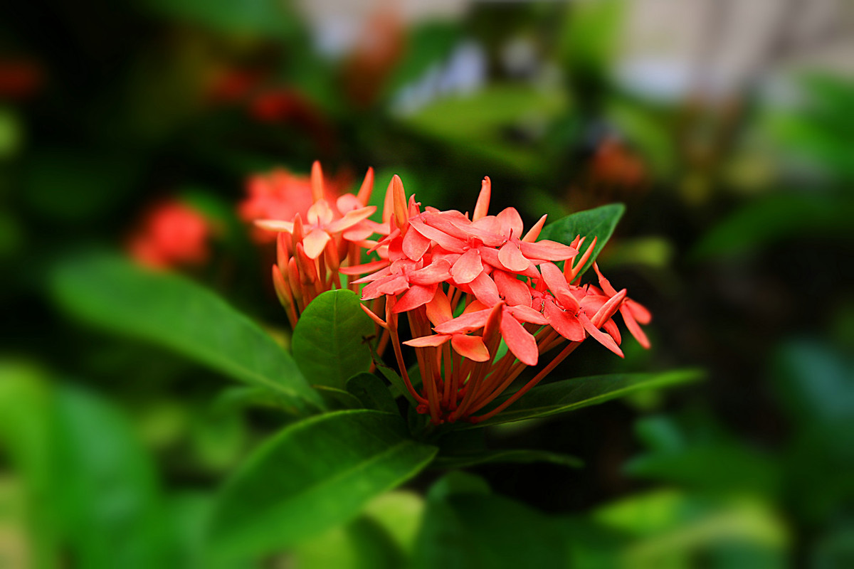 花姿绰约