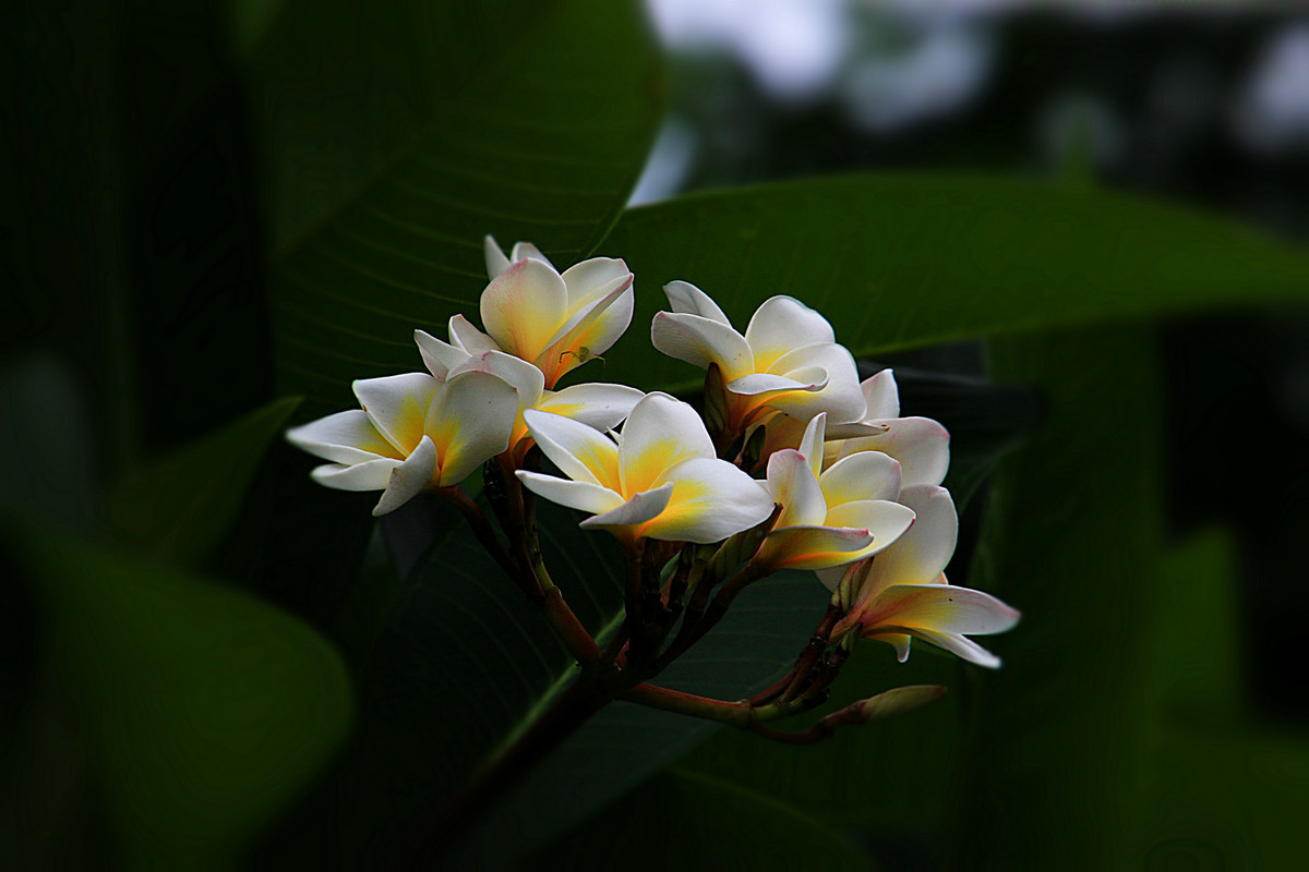 花姿绰约