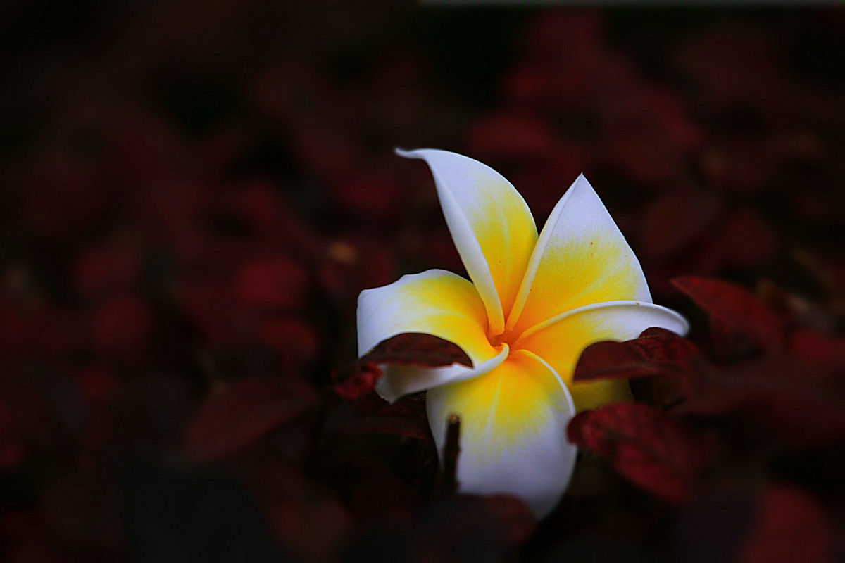 花姿绰约