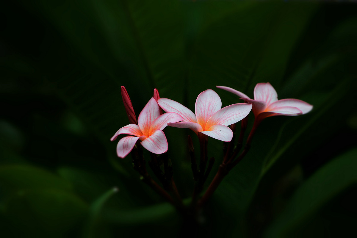 花姿绰约