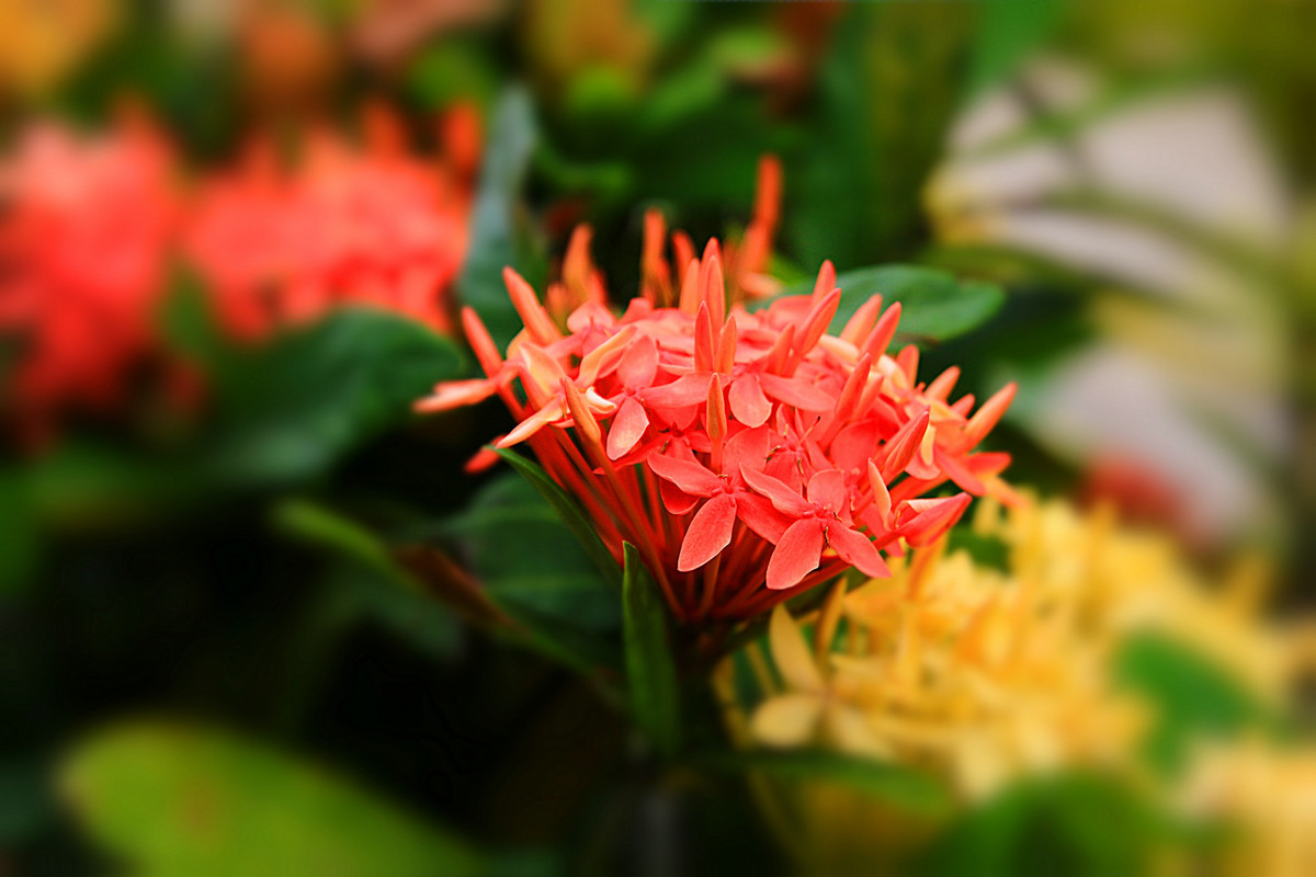 花姿绰约