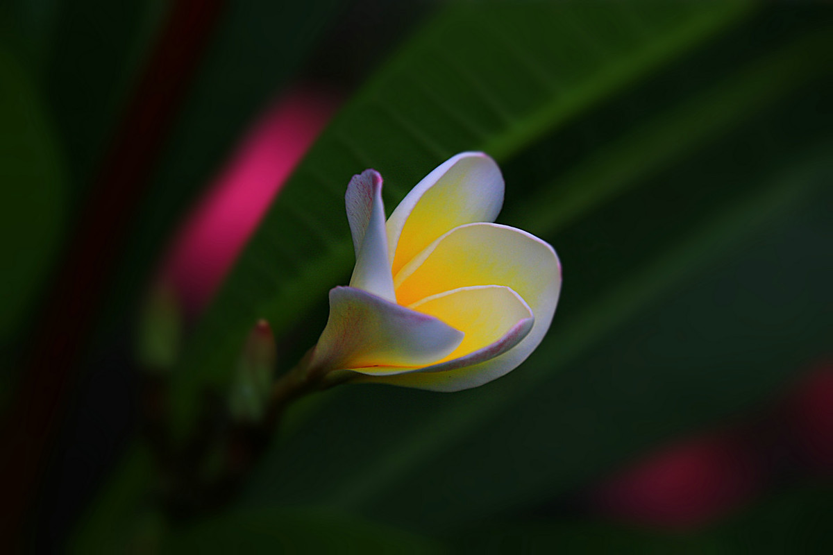 花姿绰约