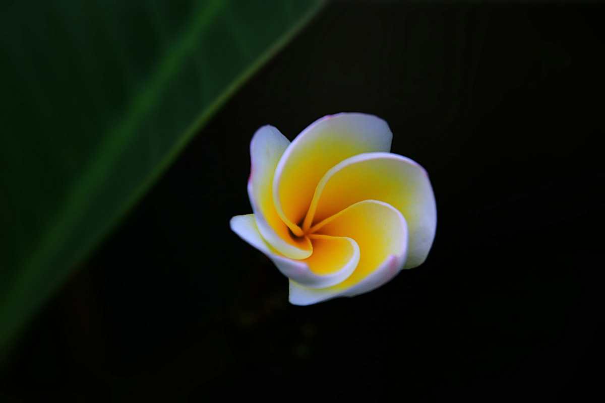 花姿绰约