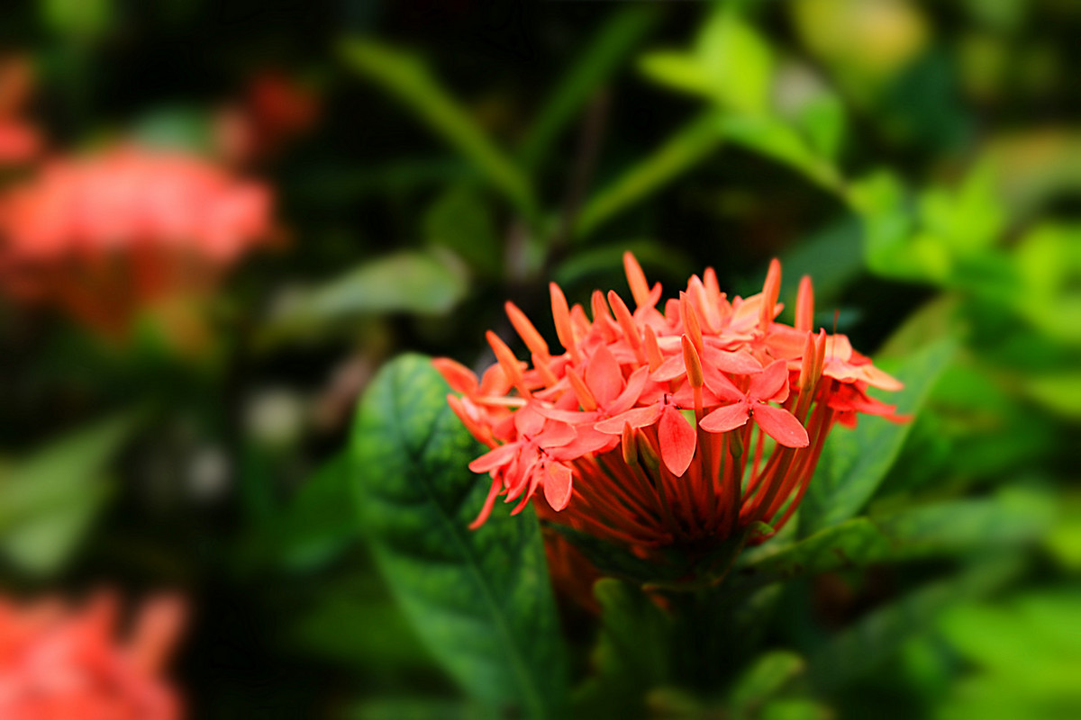 花姿绰约