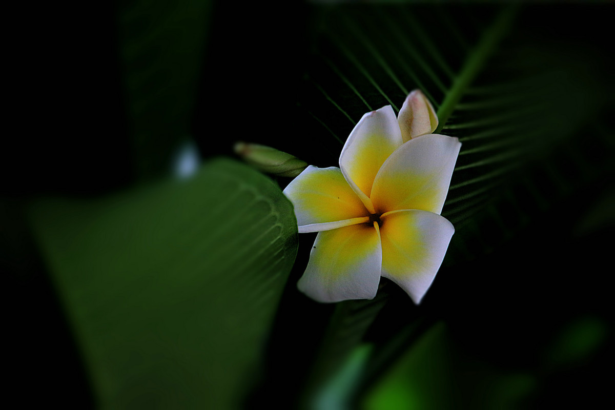 花姿绰约