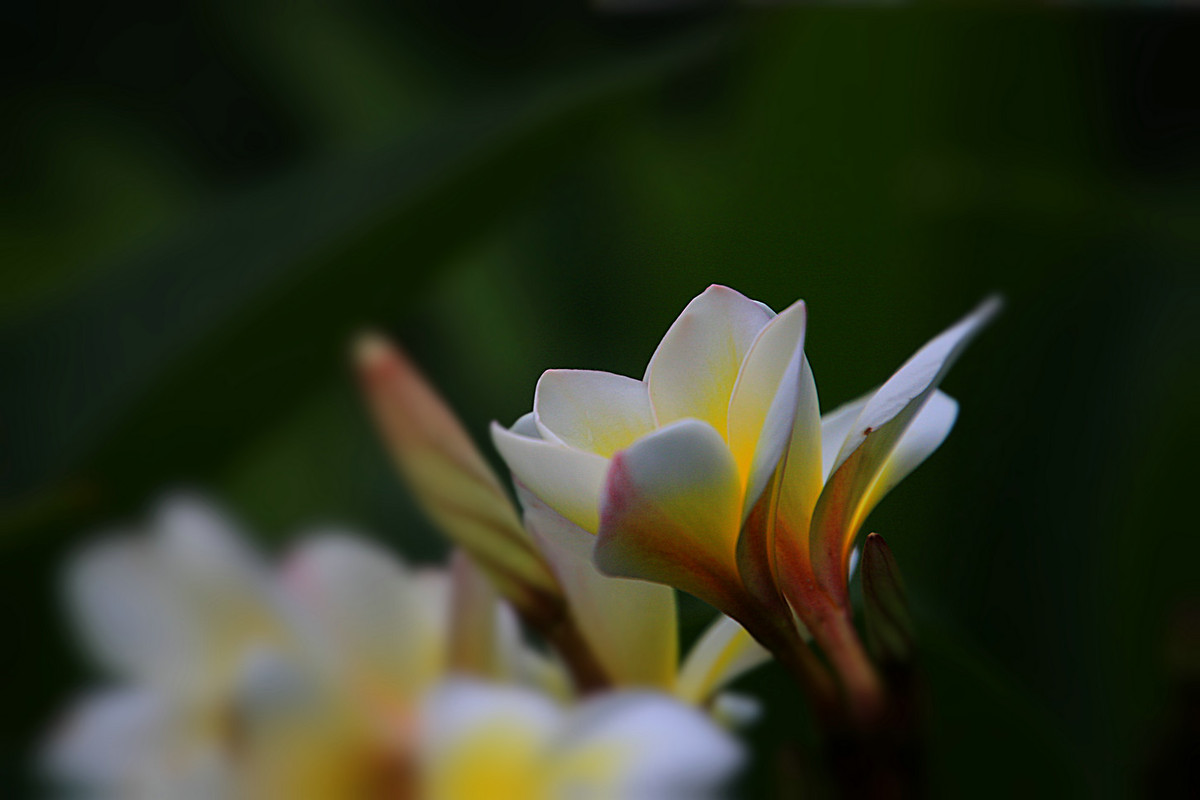 花姿绰约