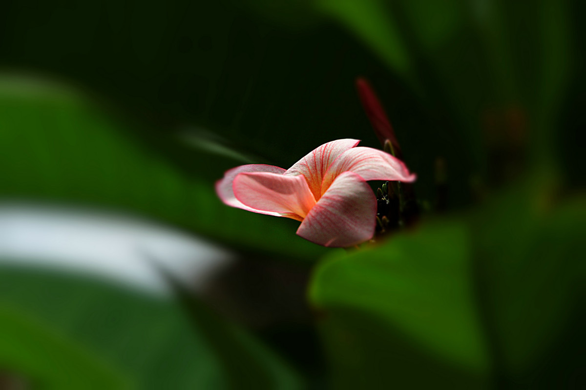 花姿绰约