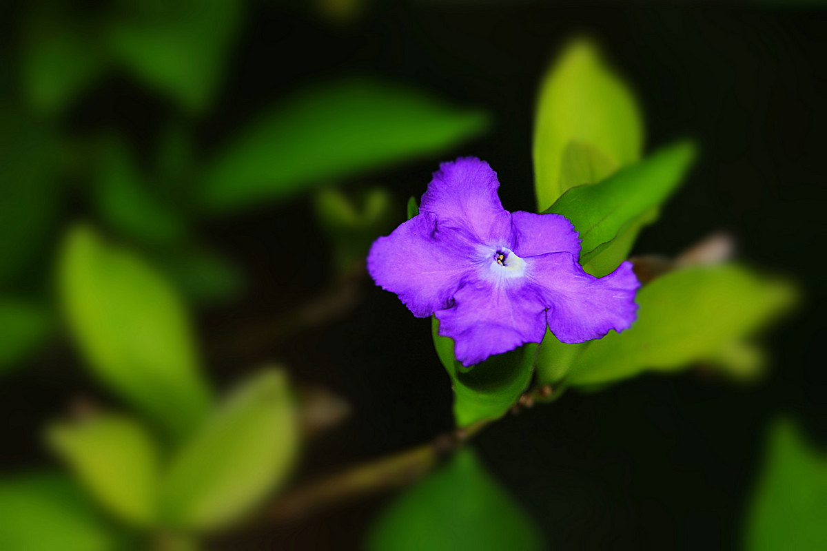 花姿绰约