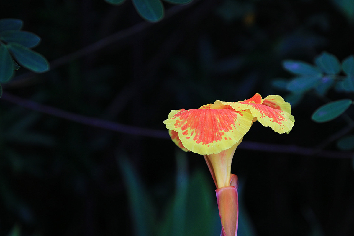 花姿绰约