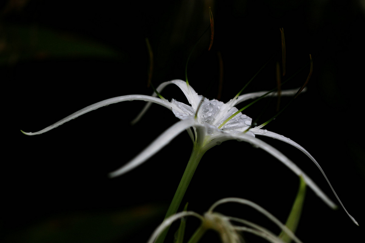 花姿绰约