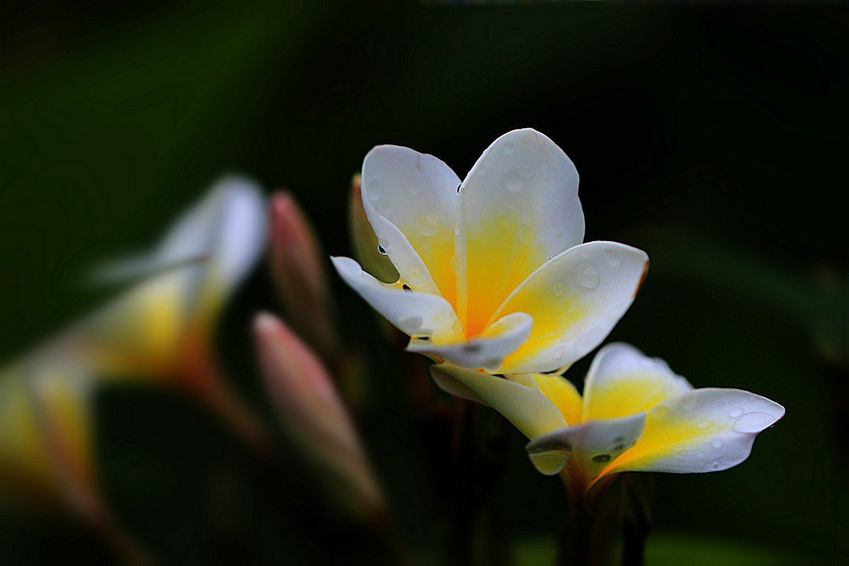 花姿绰约