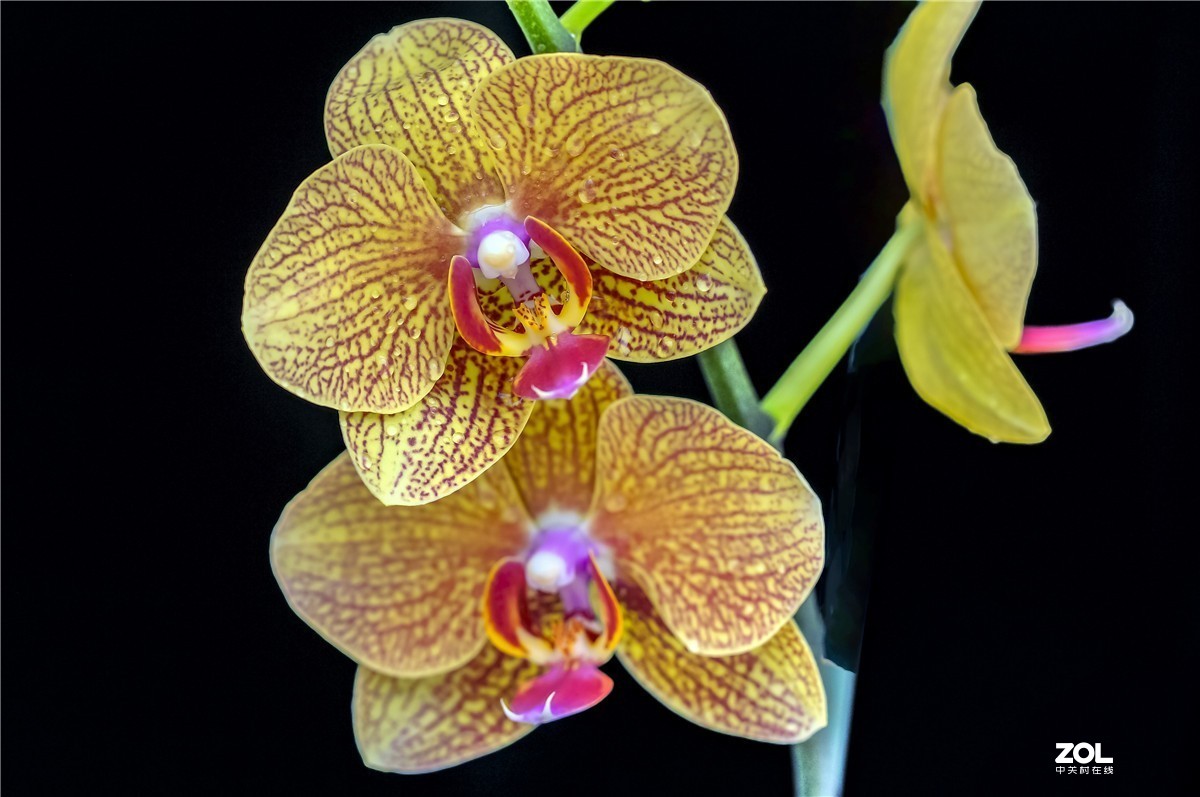 用索尼NEX7配适马56mm F	1.4镜头拍家里几枝小花