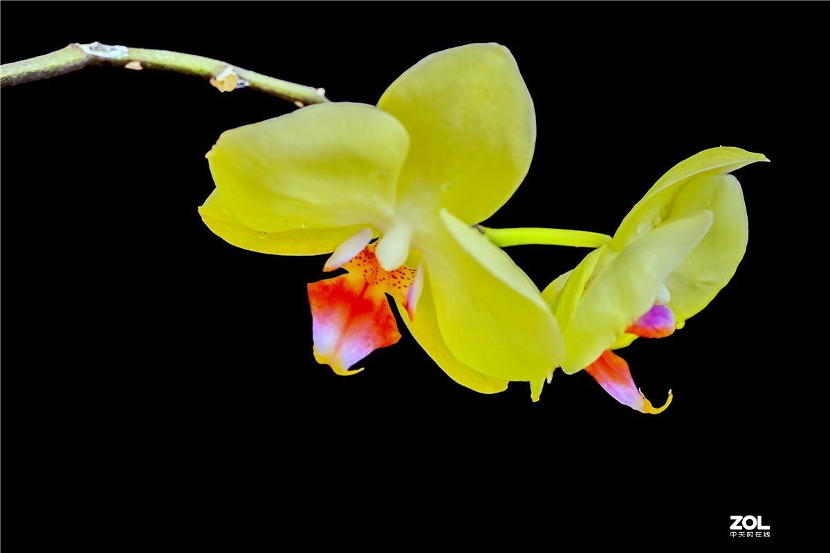 用索尼NEX7配适马56mm F	1.4镜头拍家里几枝小花