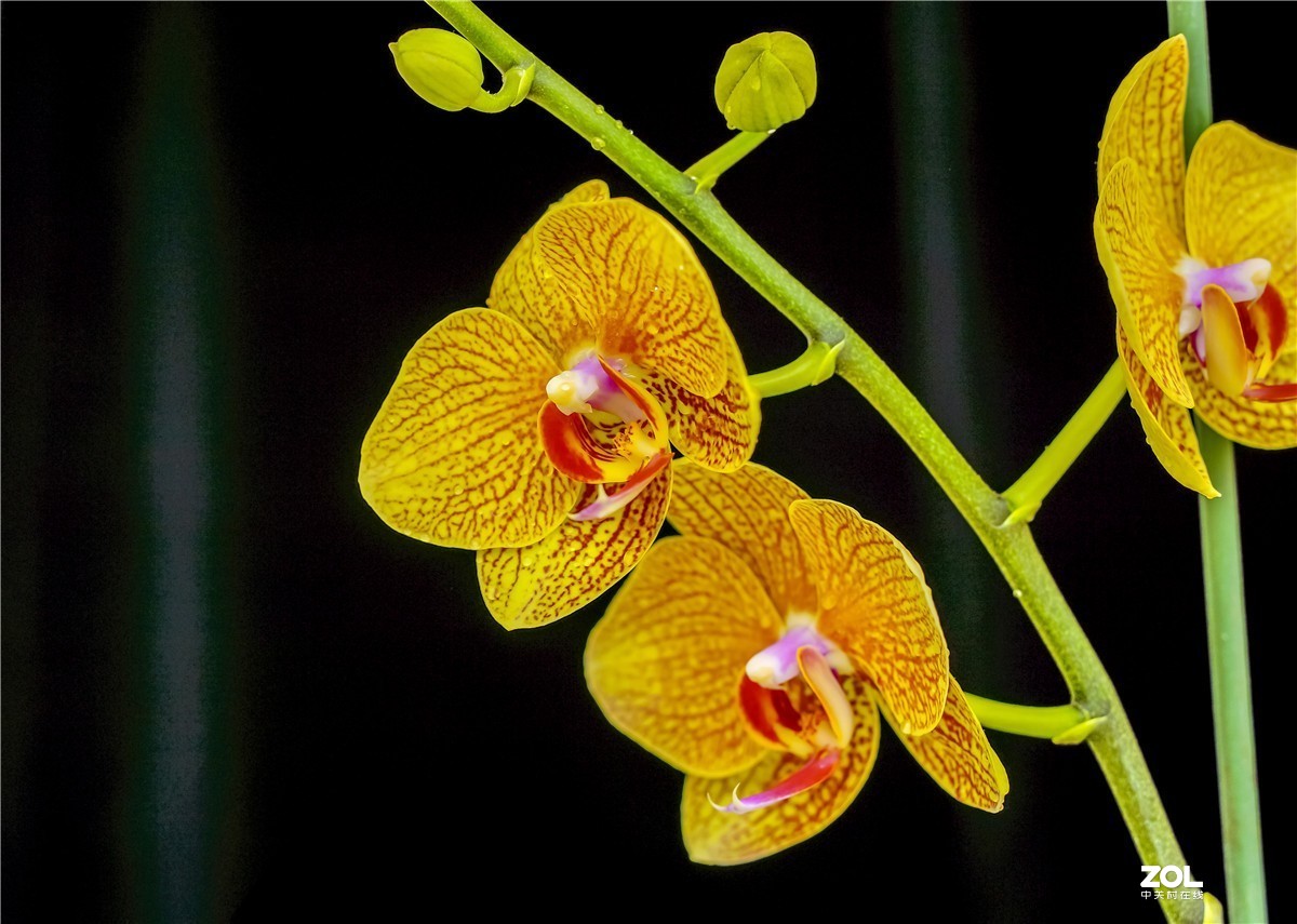 用索尼NEX7配适马56mm F	1.4镜头拍家里几枝小花