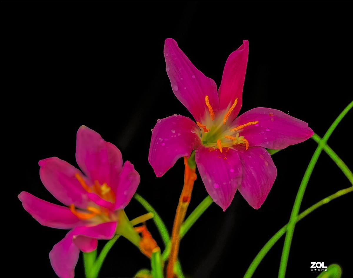 用索尼NEX7配适马56mm F	1.4镜头拍家里几枝小花