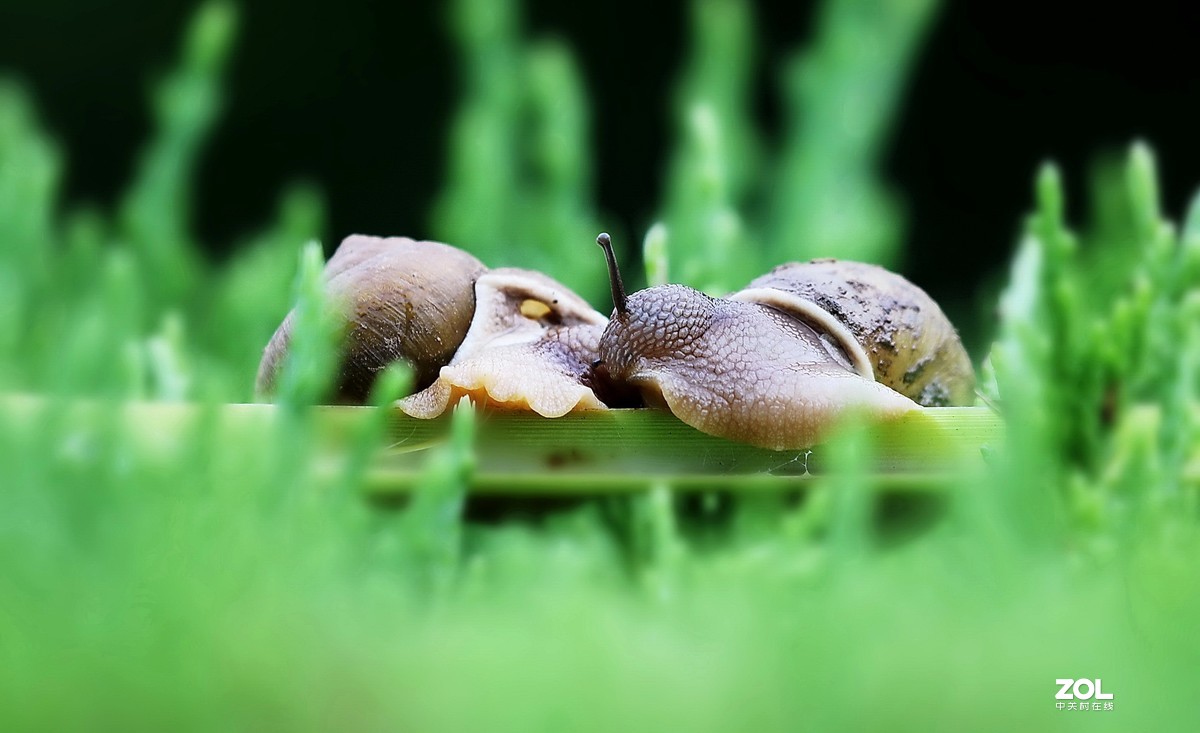两个蜗牛唯美图片图片