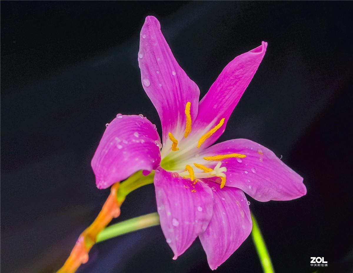 用索尼NEX7配适马56mm F	1.4镜头拍家里几枝小花