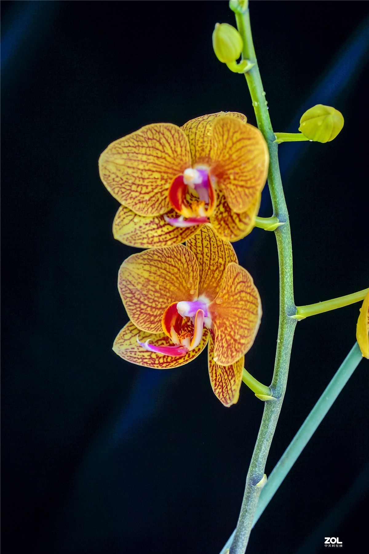 用索尼NEX7配适马56mm F	1.4镜头拍家里几枝小花