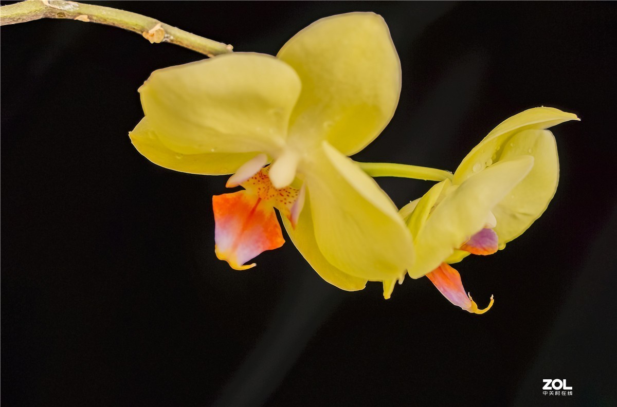 用索尼NEX7配适马56mm F	1.4镜头拍家里几枝小花