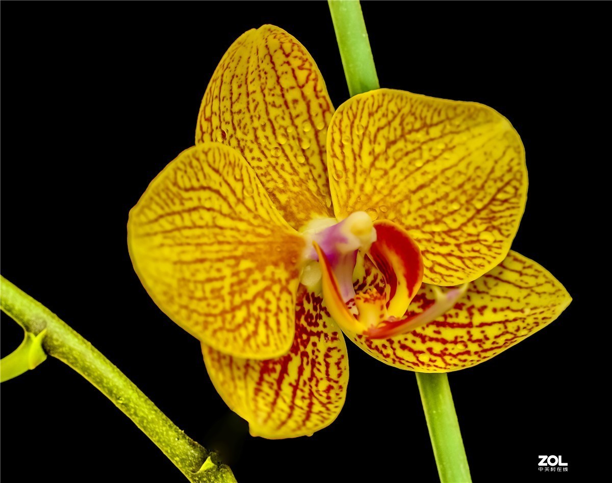 用索尼NEX7配适马56mm F	1.4镜头拍家里几枝小花