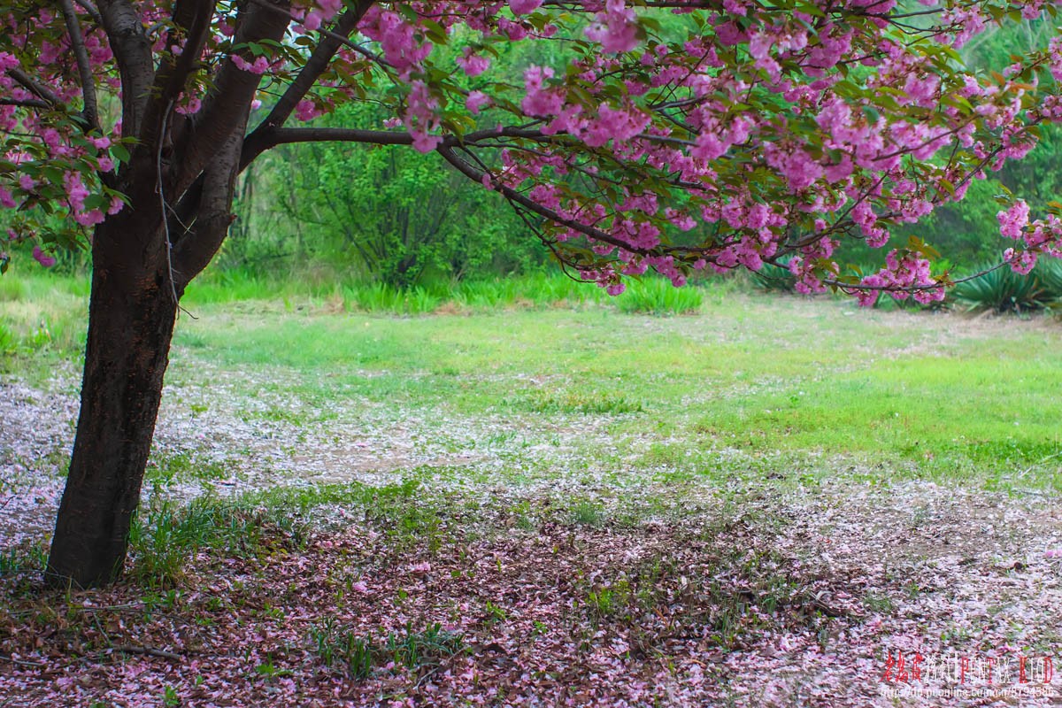 忽如一夜風雨驟夢裡花落知多少