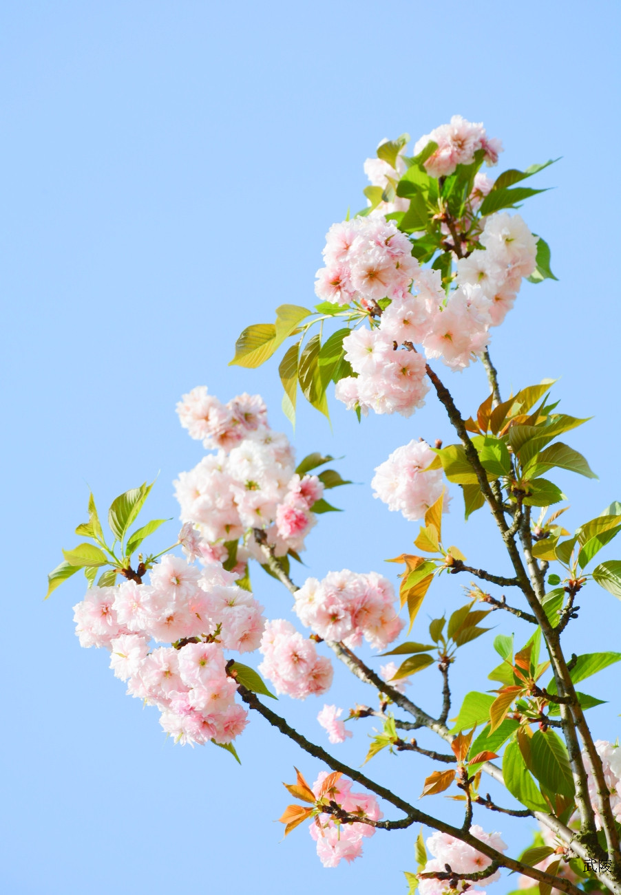 桂林南溪公园阳光下樱花