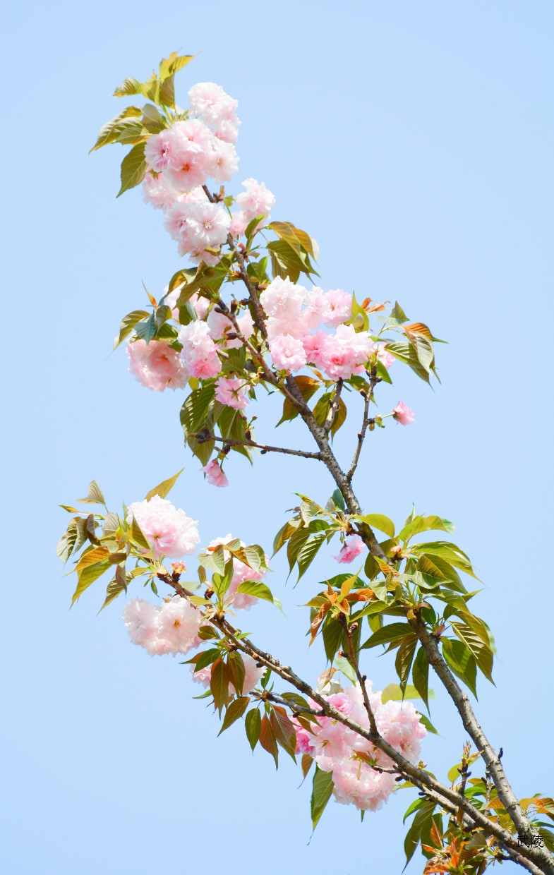 桂林南溪公园阳光下樱花