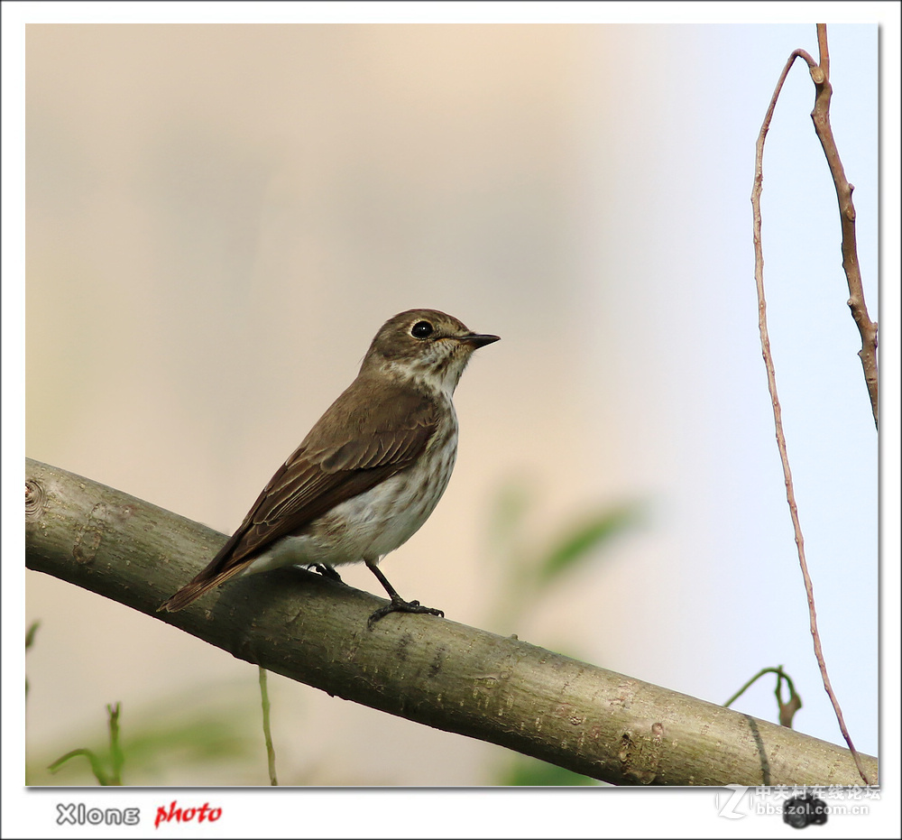 公园拍到路过的灰纹鹟和北灰鹟