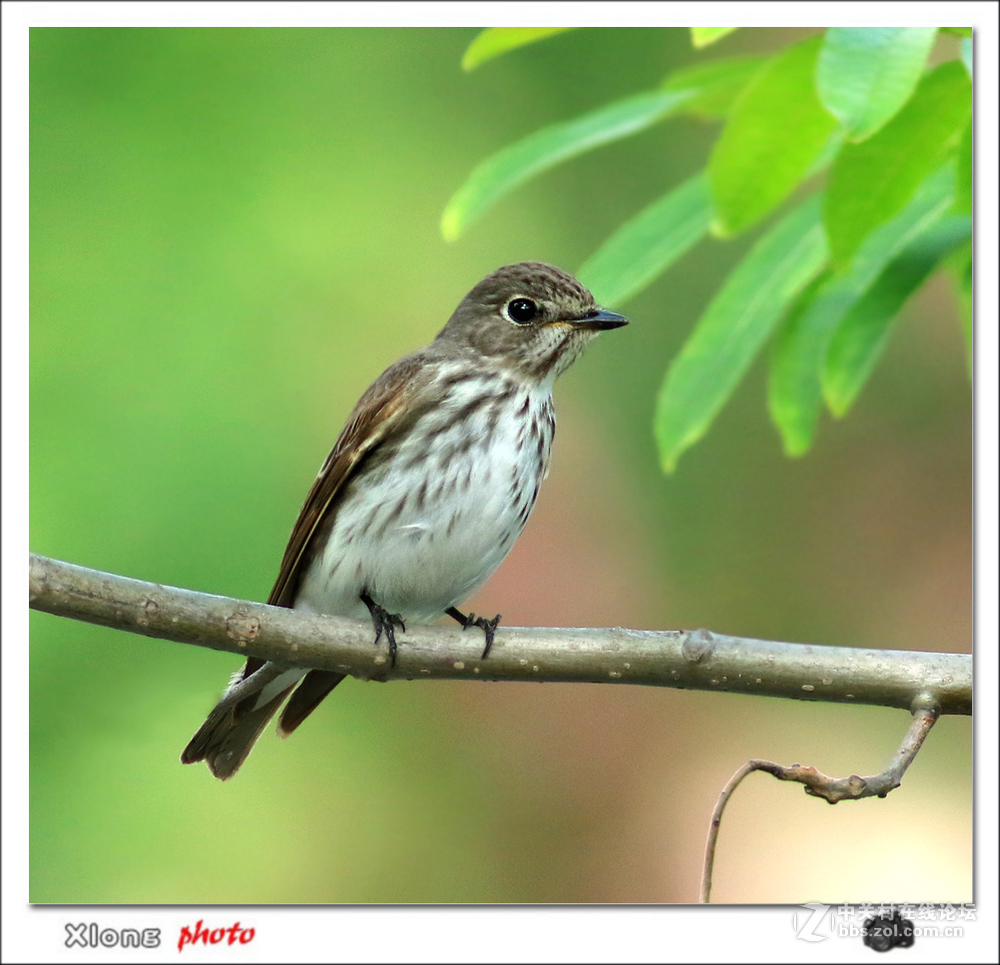 公园拍到路过的灰纹鹟和北灰鹟