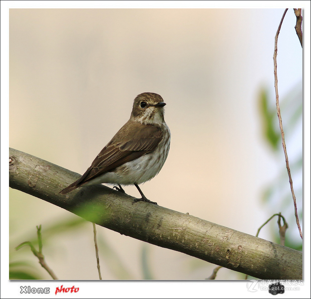 公园拍到路过的灰纹鹟和北灰鹟