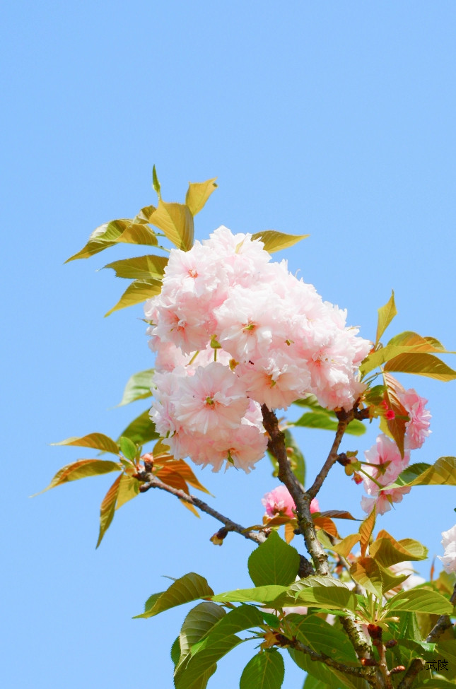 桂林南溪公园阳光下樱花