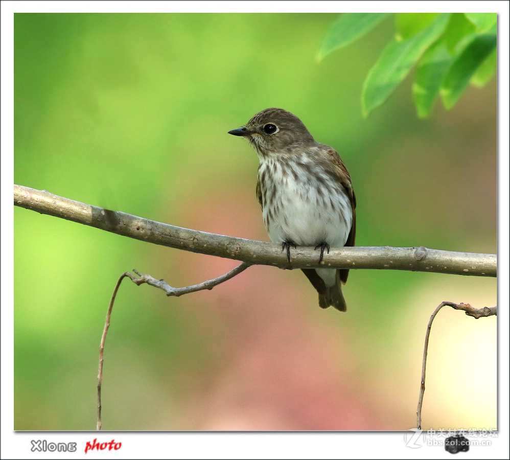 公园拍到路过的灰纹鹟和北灰鹟