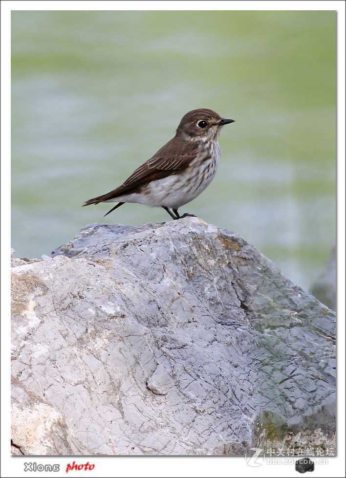 公园拍到路过的灰纹鹟和北灰鹟