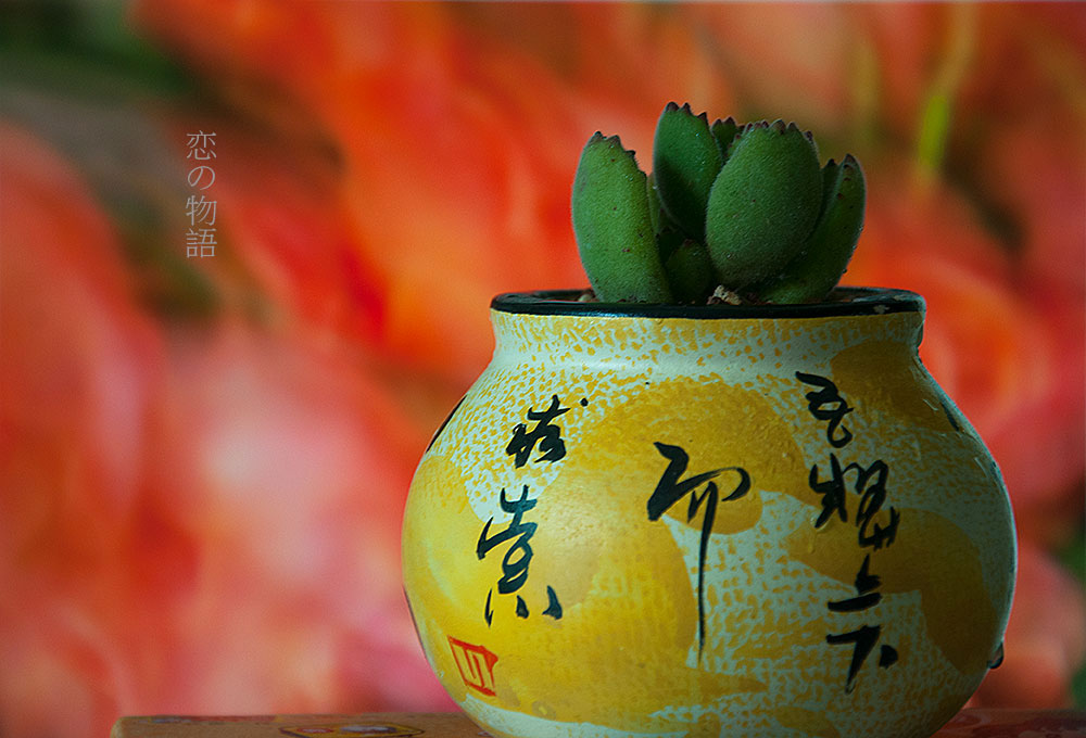 【恋の物語】-------多肉植物盆景