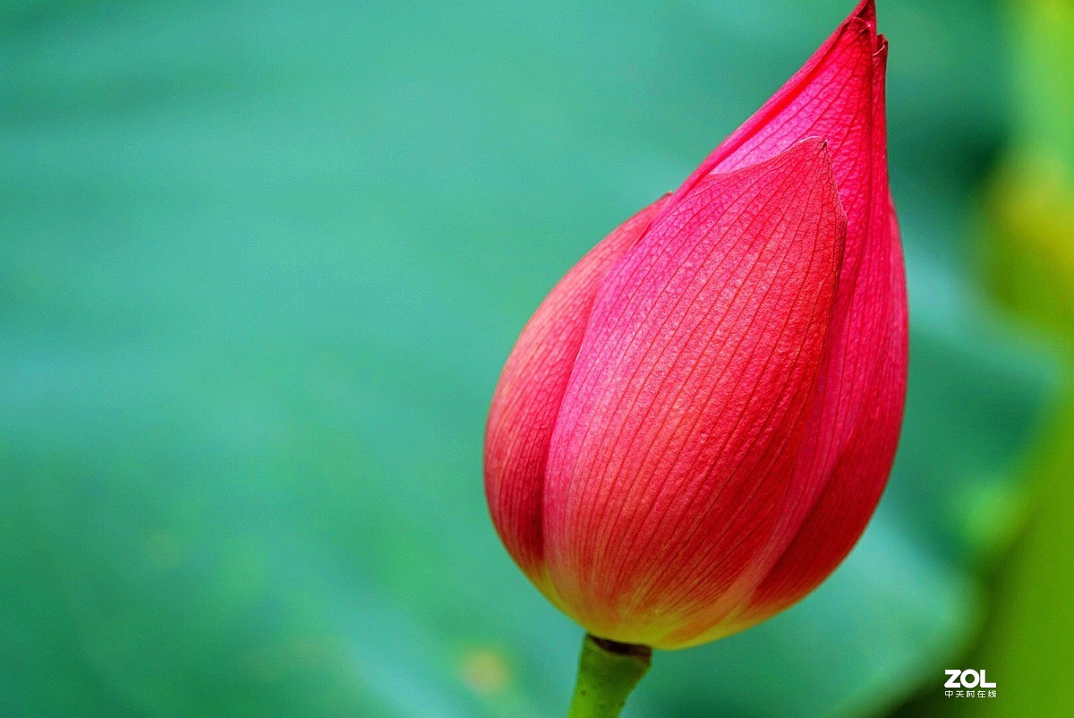 旅游--扬州瘦西湖《1》