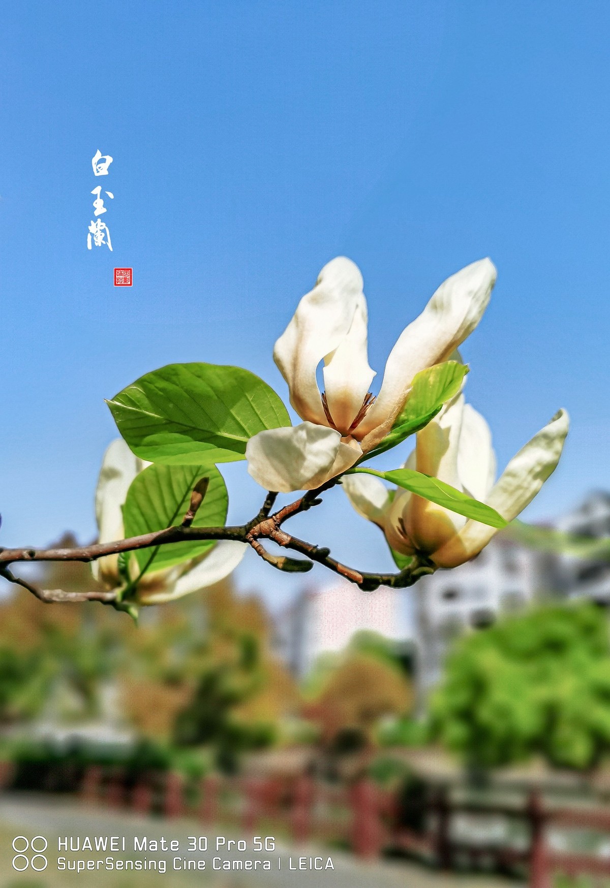 手机花卉