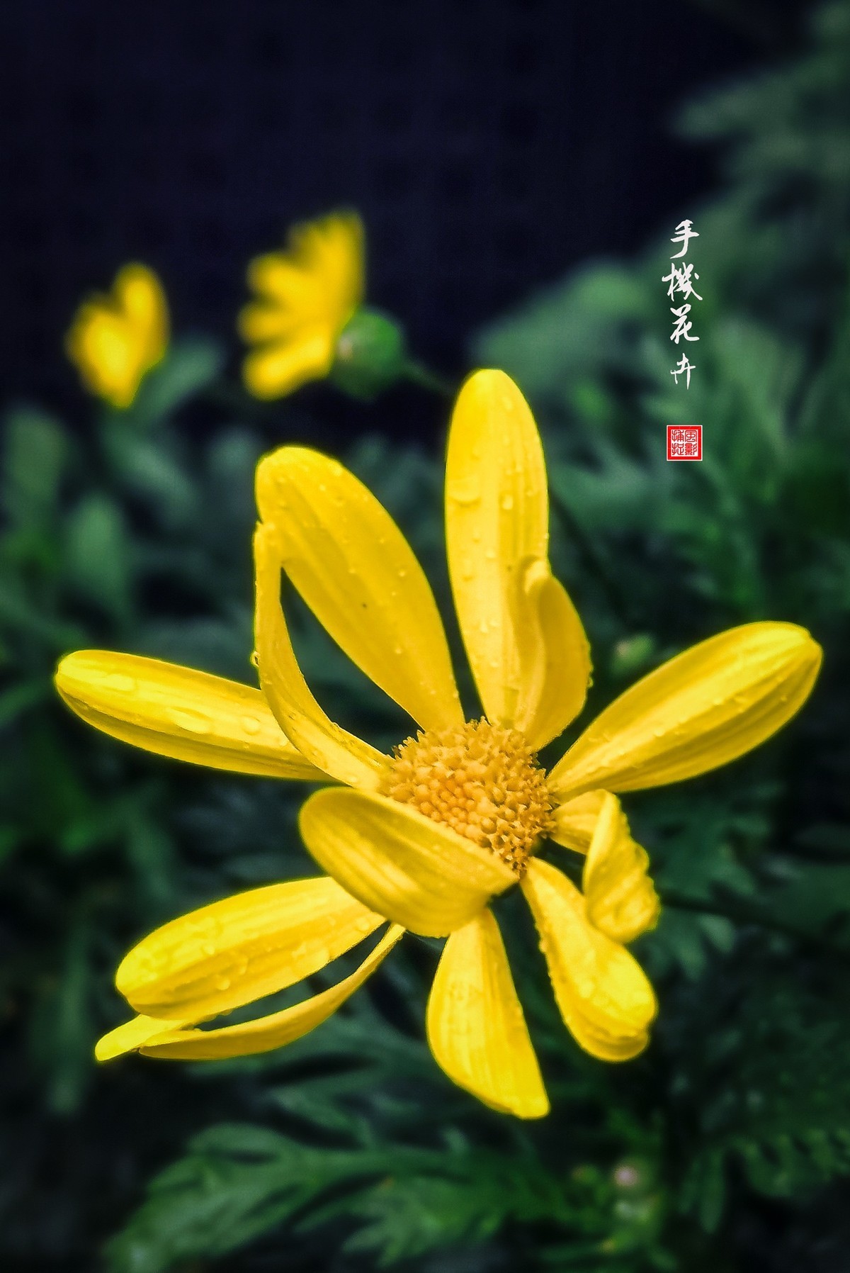 手机花卉