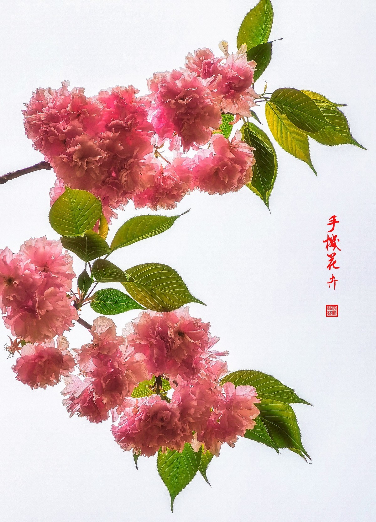 手机花卉