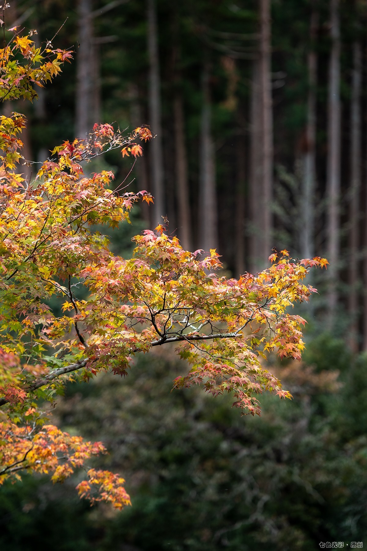 枫叶狩1——鹿苑寺、天满宫