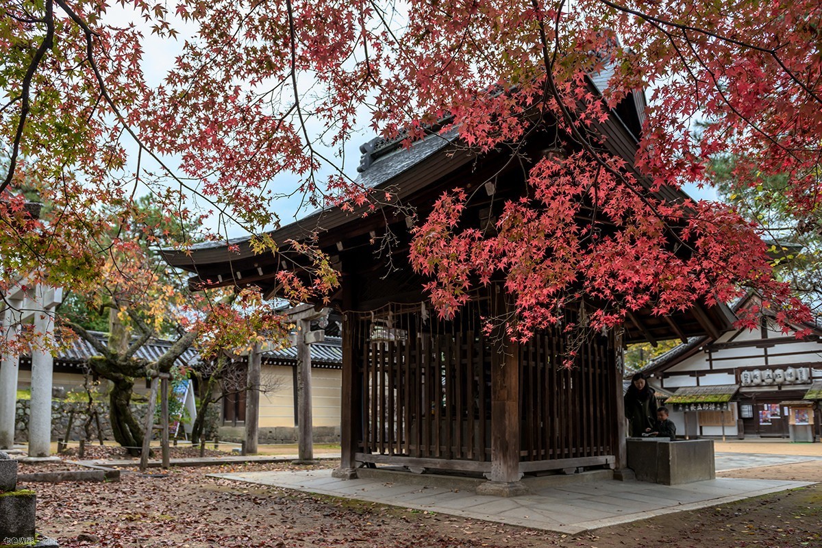 枫叶狩1——鹿苑寺、天满宫