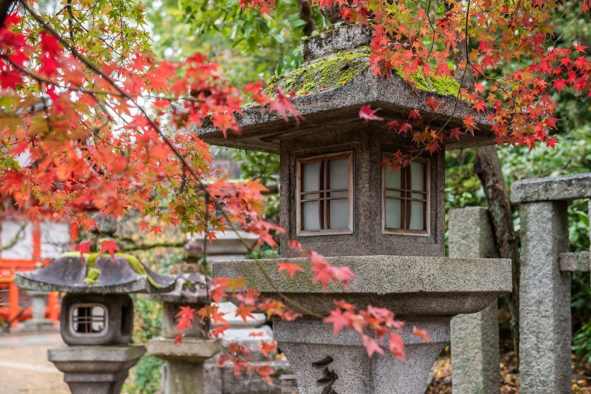 枫叶狩1——鹿苑寺、天满宫