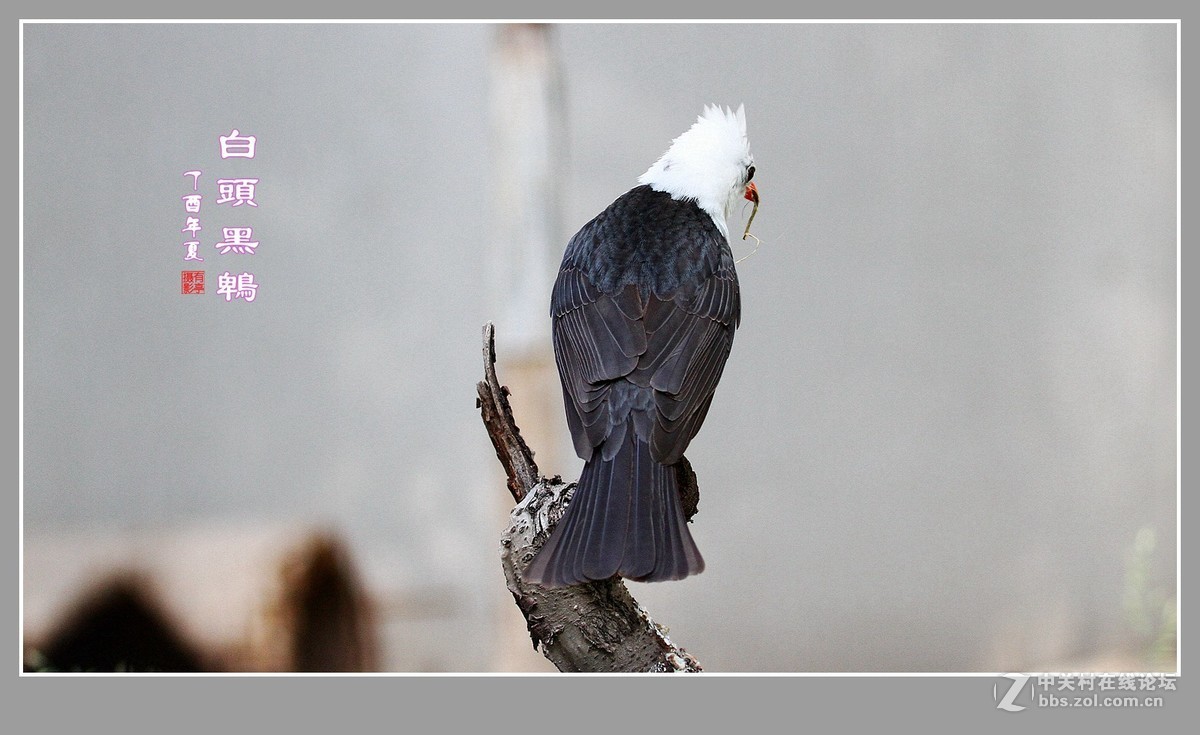 白头黑鹎170603(3)
