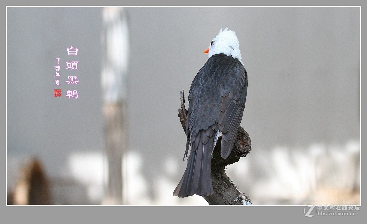 白头黑鹎170603(3)