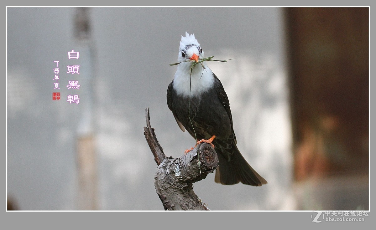 白头黑鹎170603(3)