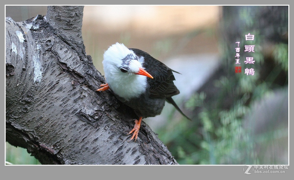 白头黑鹎170603(3)