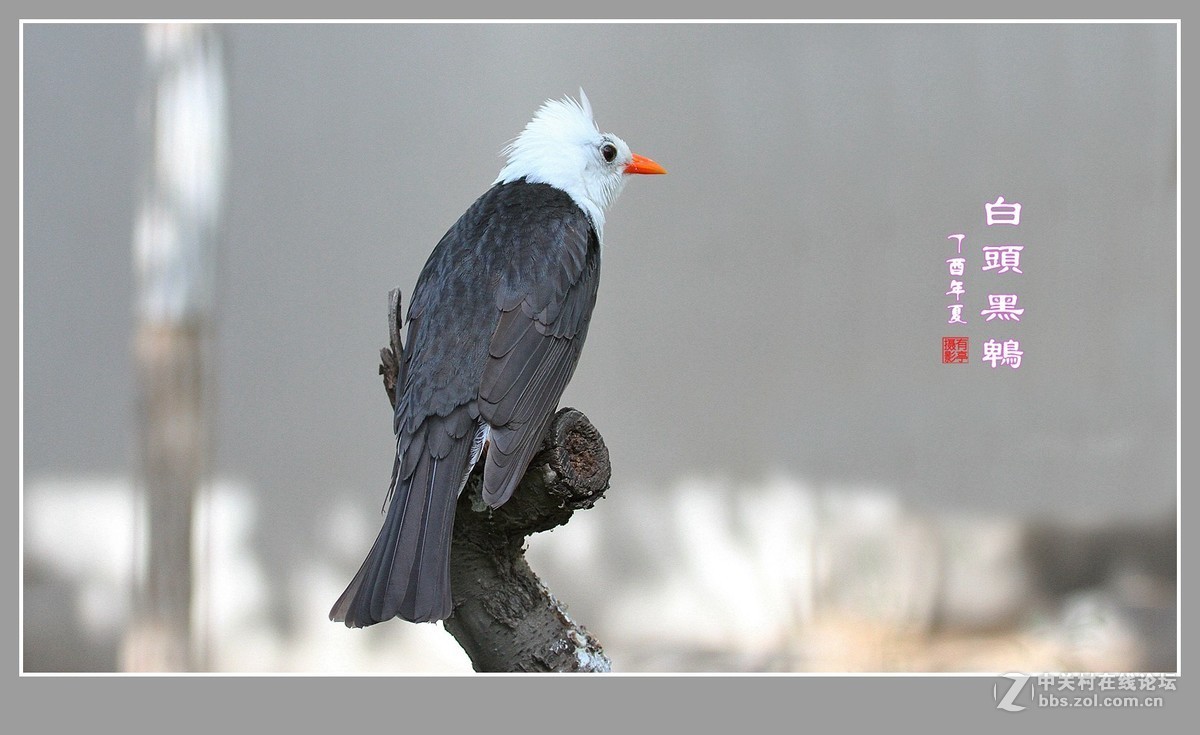 白头黑鹎170603(3)