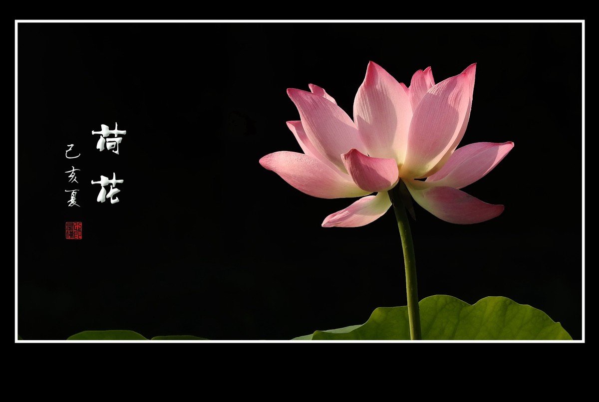 一尘不染的荷花