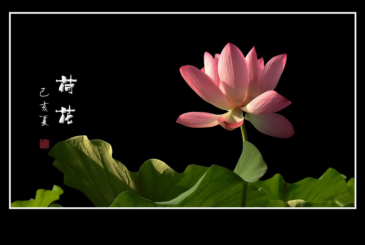 一尘不染的荷花