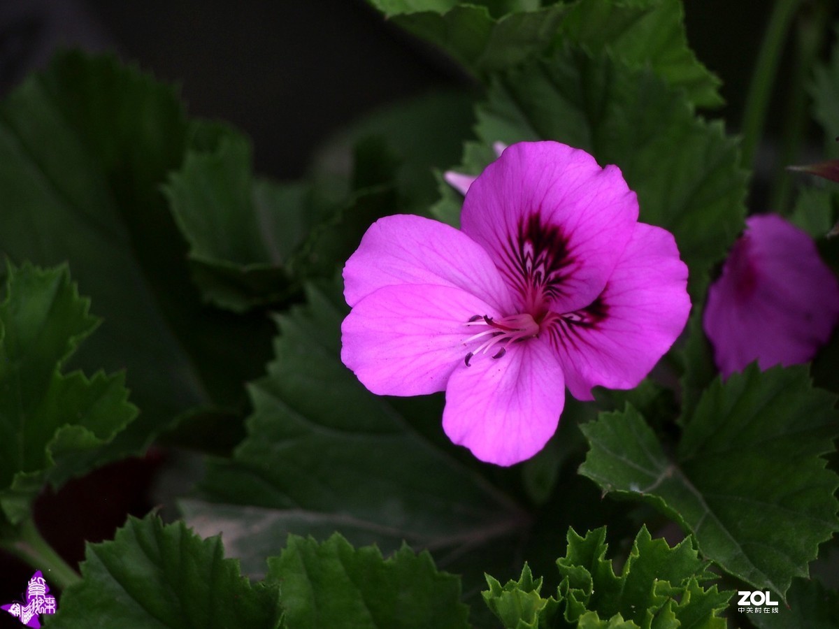 紫色天竺葵